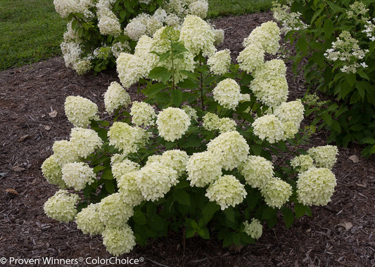 Hydrangea 'Little Lime' PW