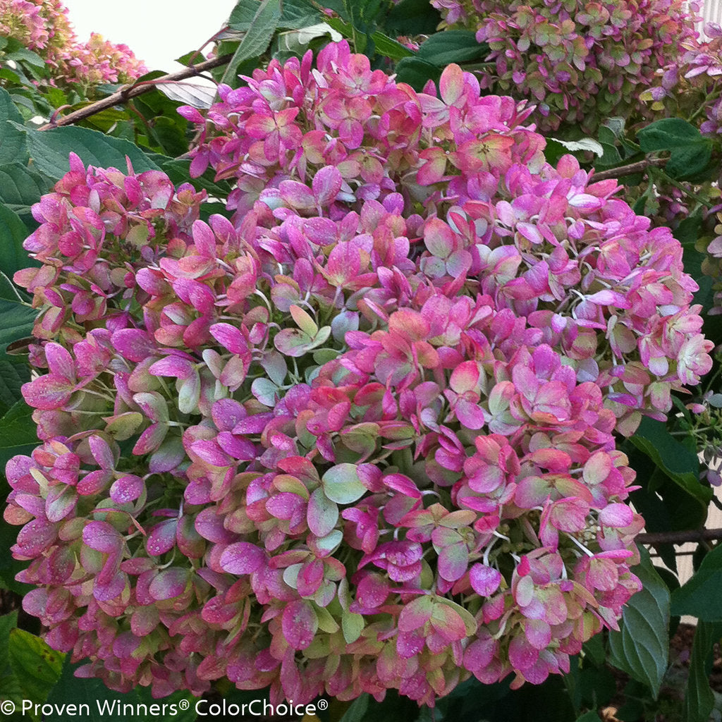 Hydrangea 'Little Lime' PW