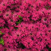Beebalm 'Leading Lady Razzberry' PW