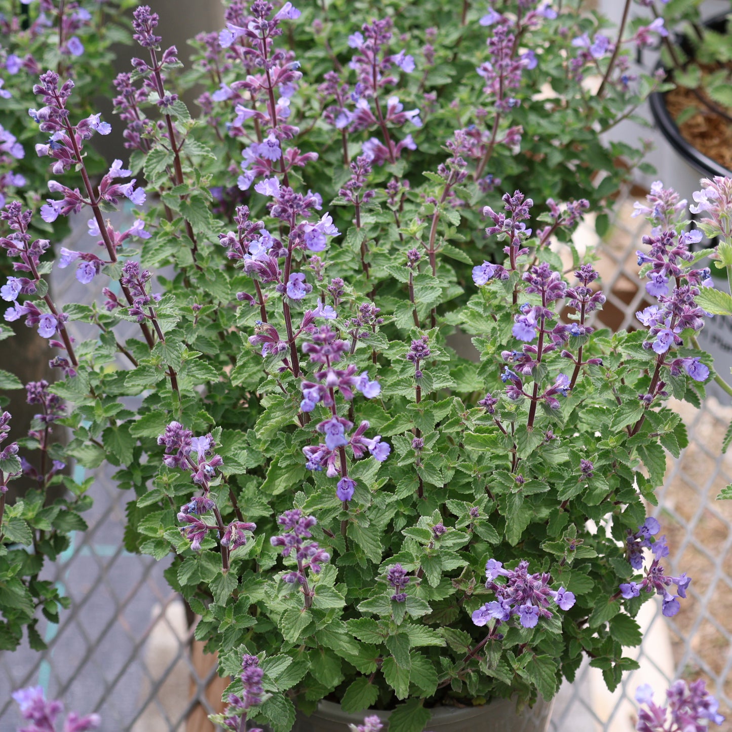 Catmint 'Kitten Around'