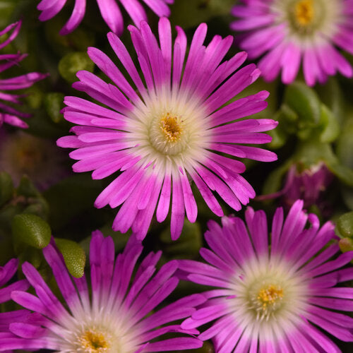 Ice Plant 'Ocean Sunset Violet Flare' PW