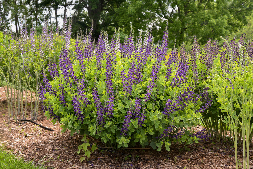 False Indigo 'Sparkling Sapphires' PW