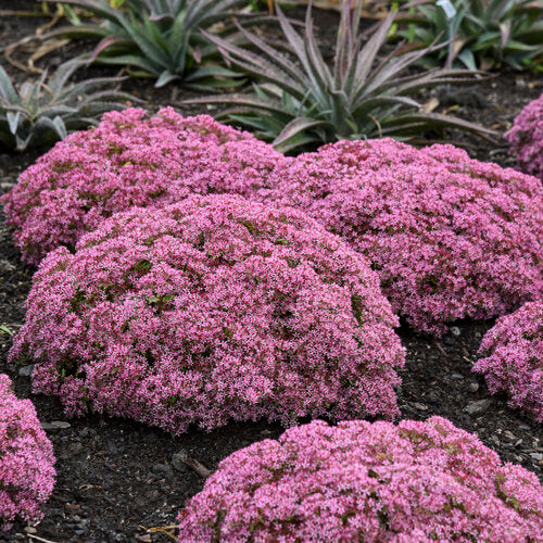 Sedum 'Rock 'N Round Pride and Joy' PW