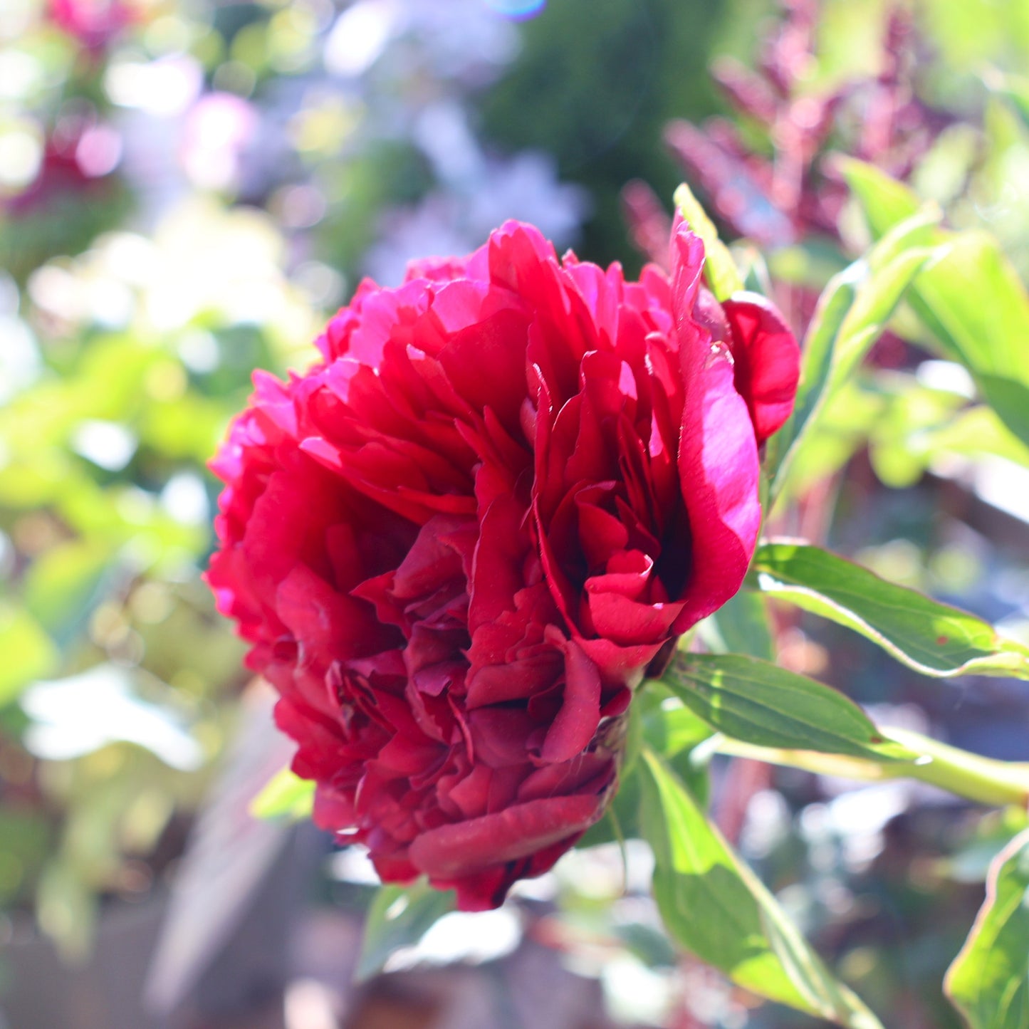 Peony 'Red Magic'