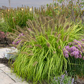 Grasses, Fountain 'Lemon Squeeze' PW