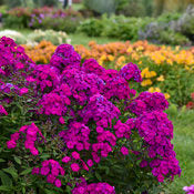 Phlox 'Luminary Ultraviolet' PW