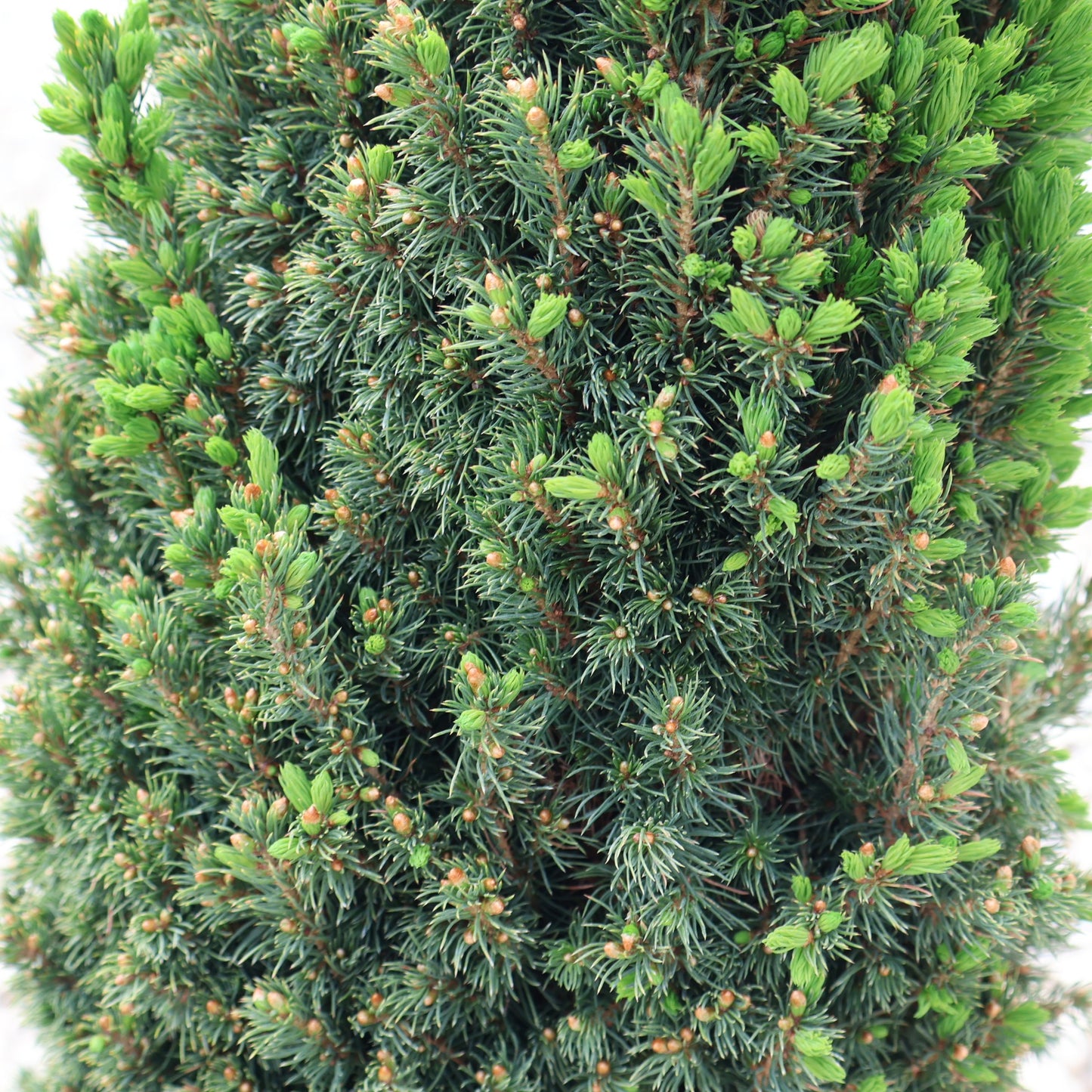Spruce, Alberta Dwarf 'Jean's Dilly'