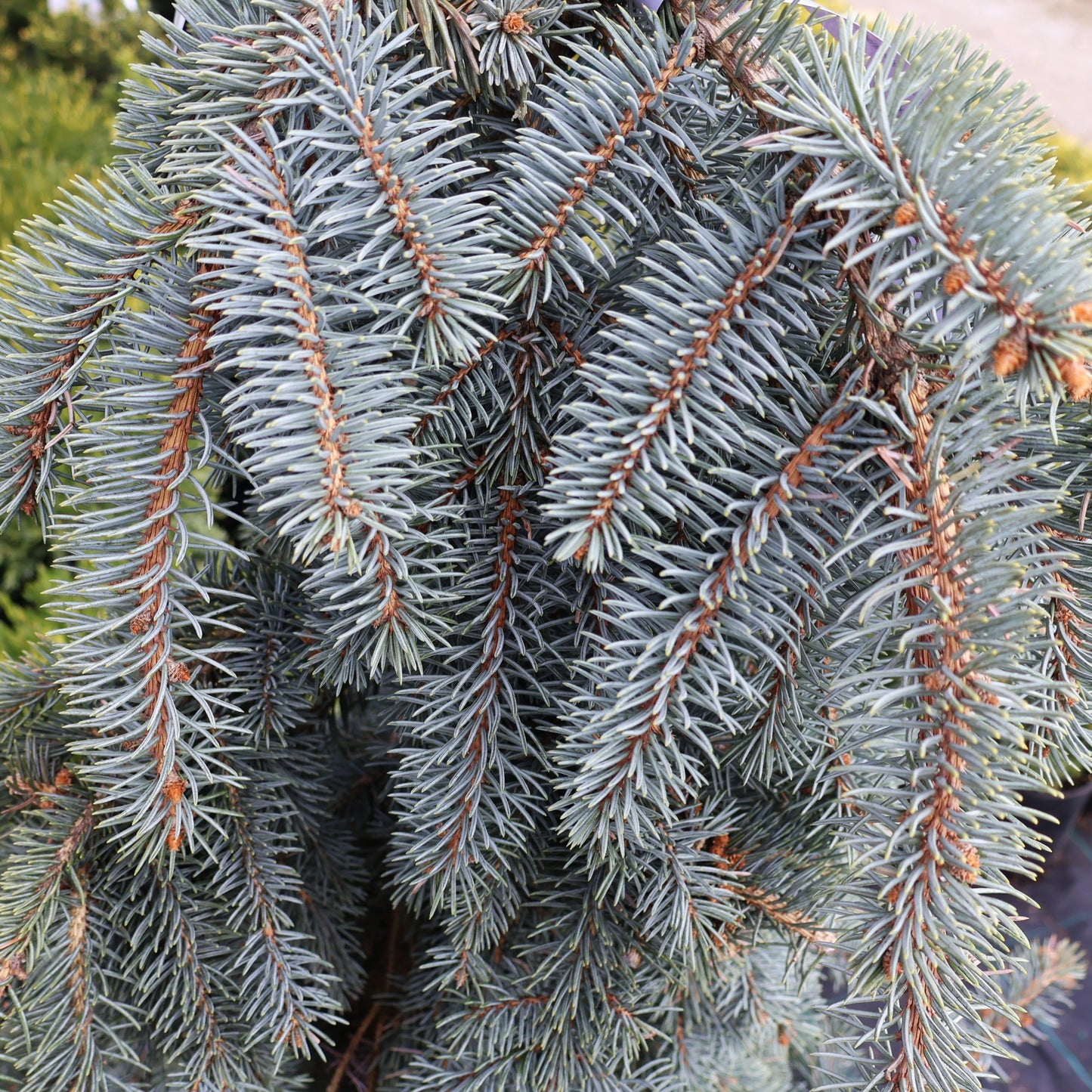 Spruce, Blue Weeping 'Slenderina'