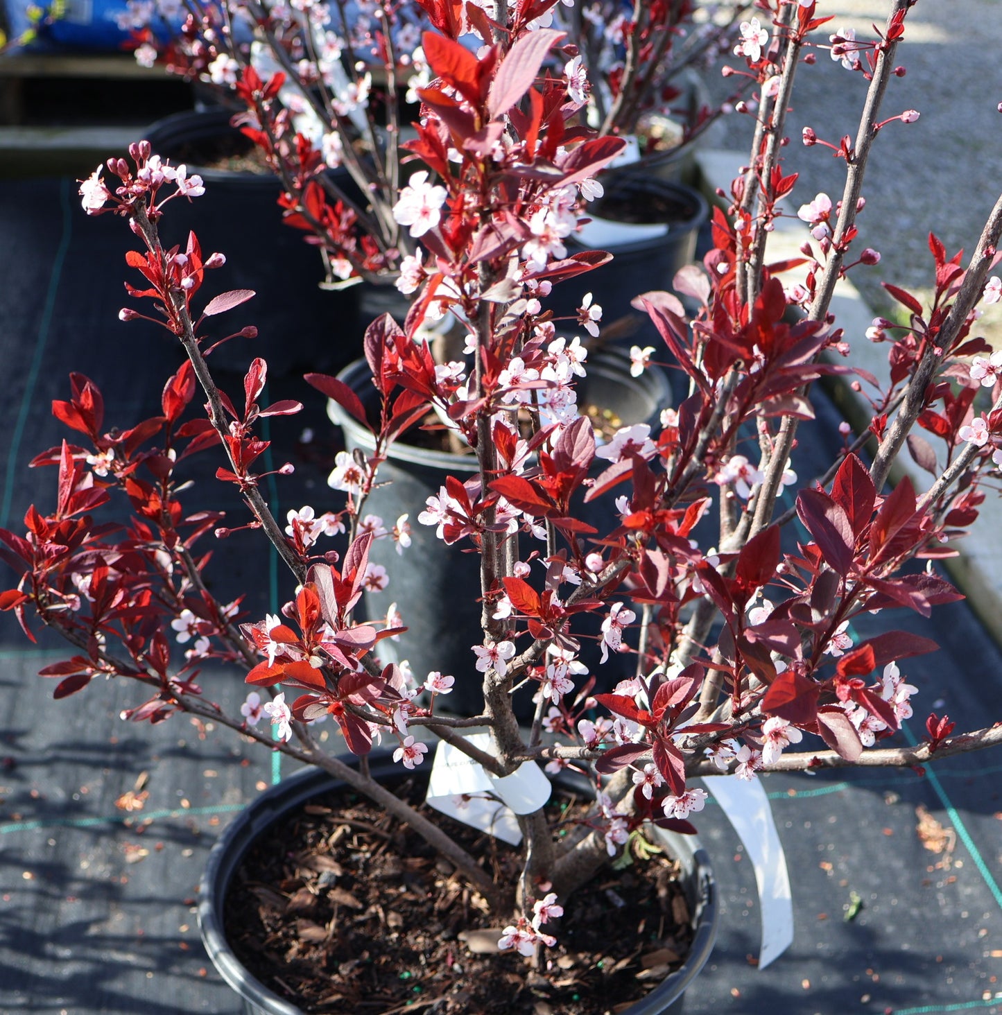 Purple Leaf Sandcherry