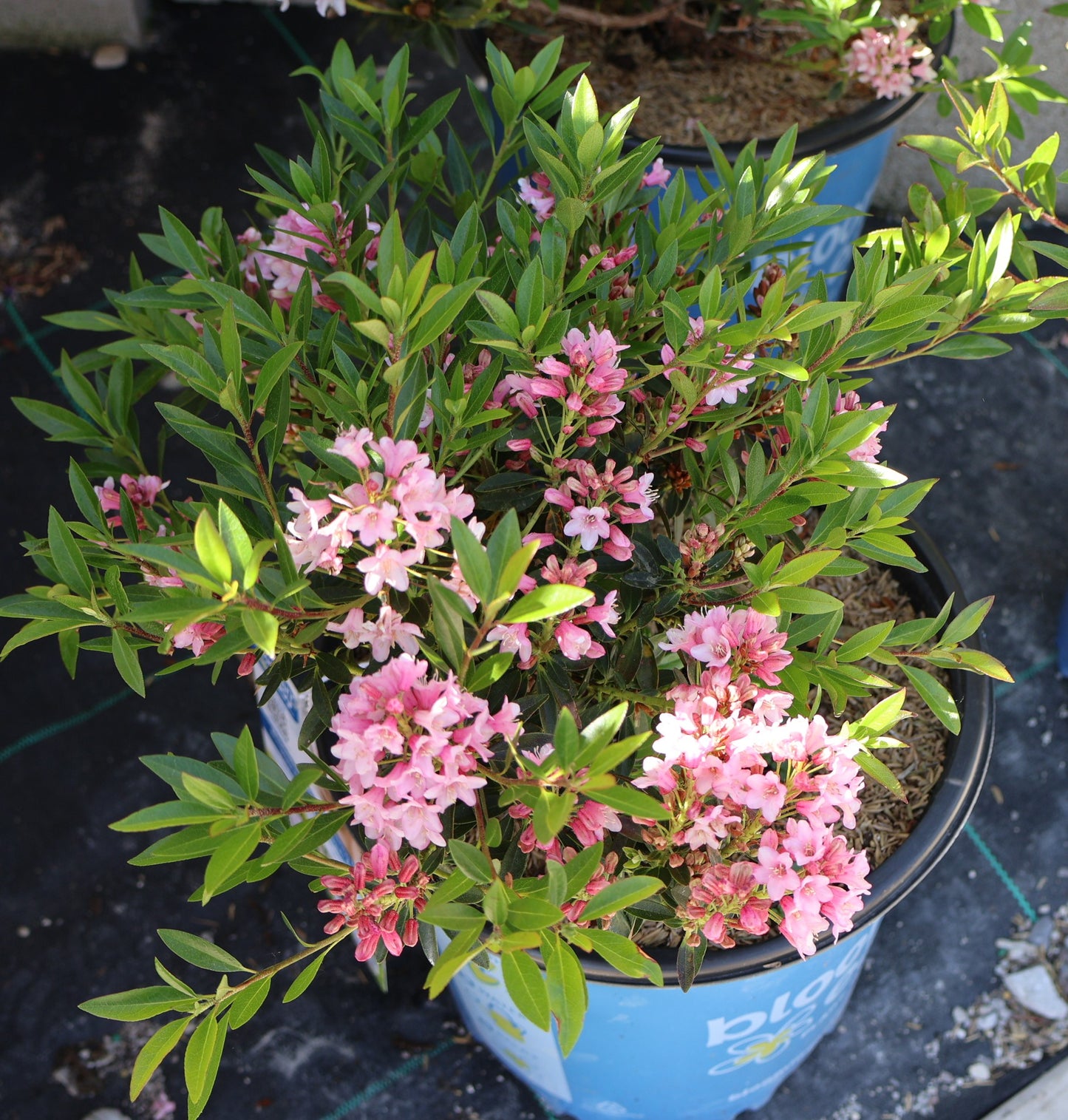 Rhododendron Bloombux Blush