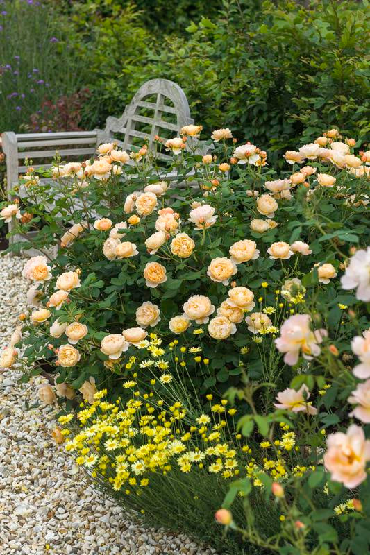 Rose, David Austin 'Roald Dahl'