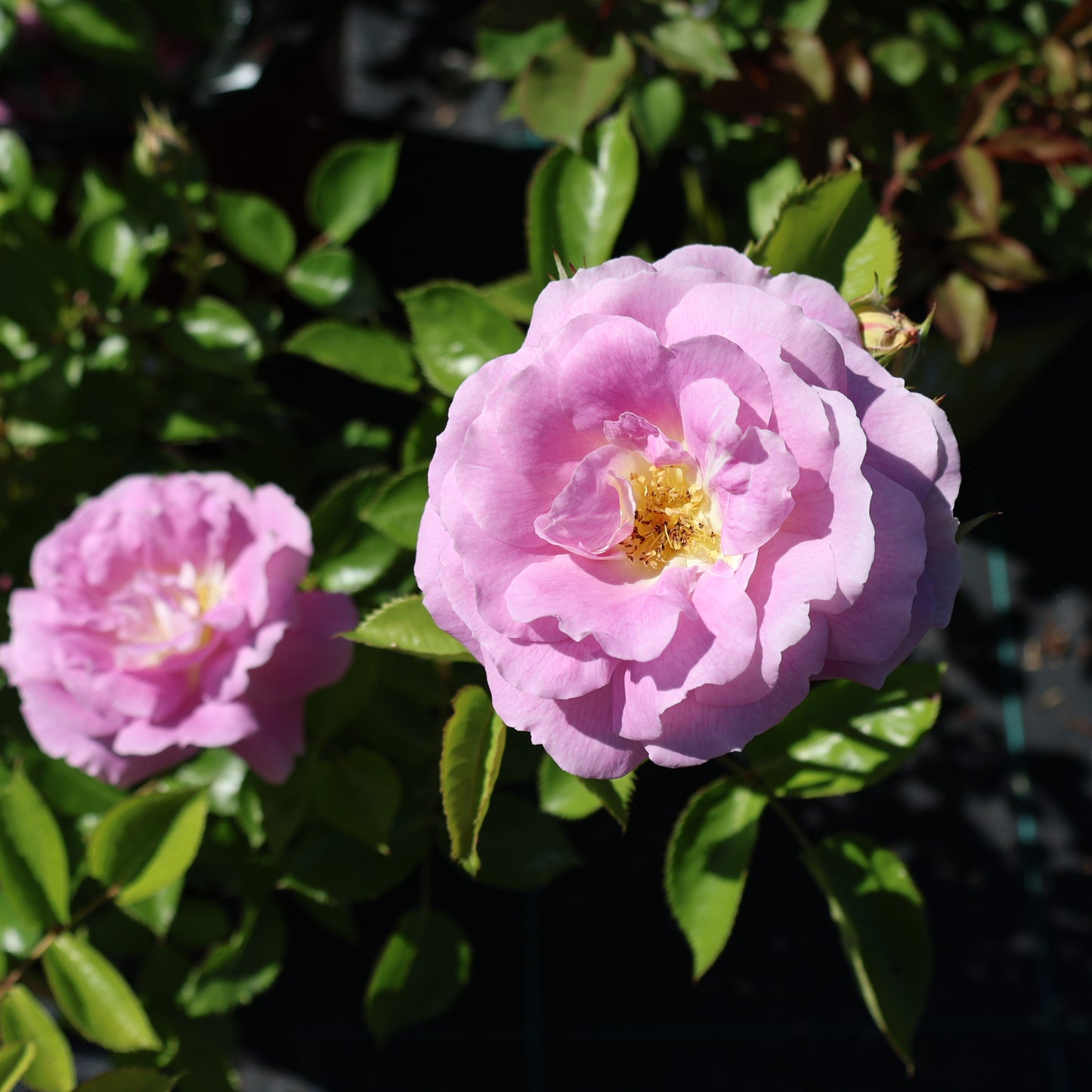 Rose, Floribunda 'Arctic Blue'