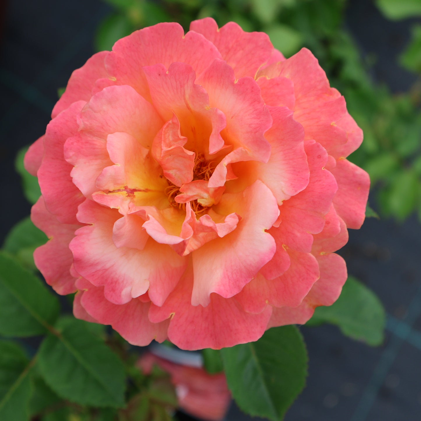 Rose, Floribunda 'Easy Does It'
