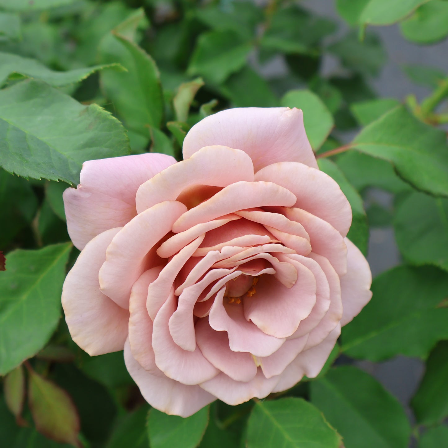 Rose, Floribunda 'Koko Loko'