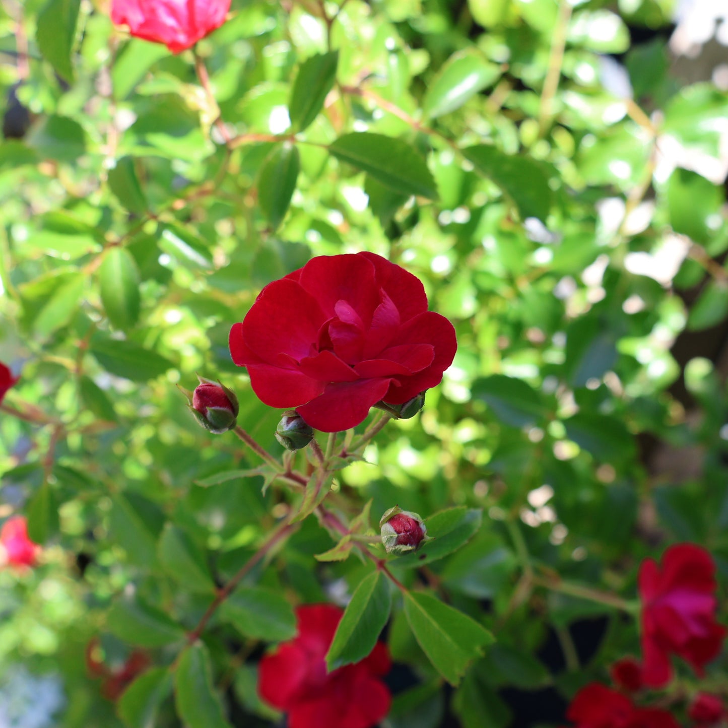 Rose 'Flower Carpet Mini Cherry'