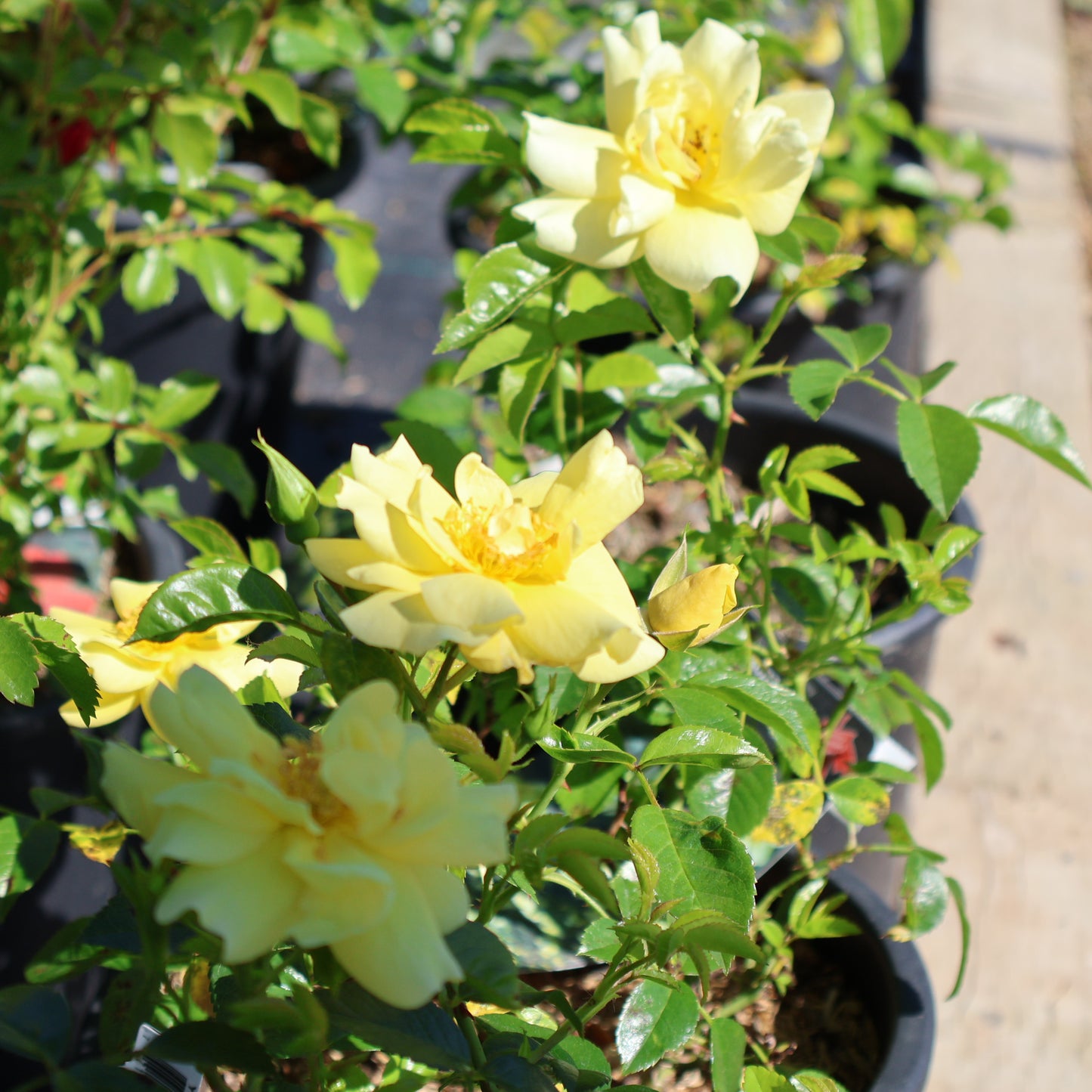 Rose 'Flower Carpet Yellow'