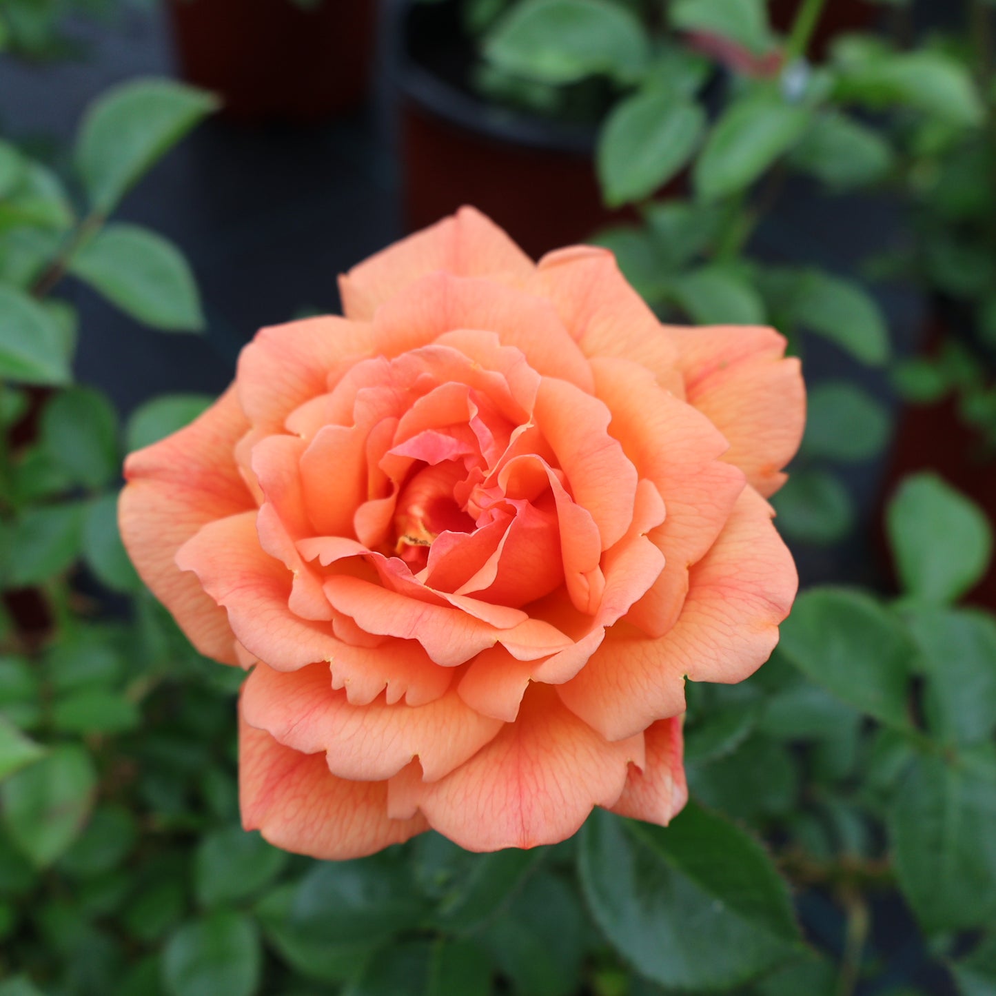 Rose, Floribunda 'Lady Emily'