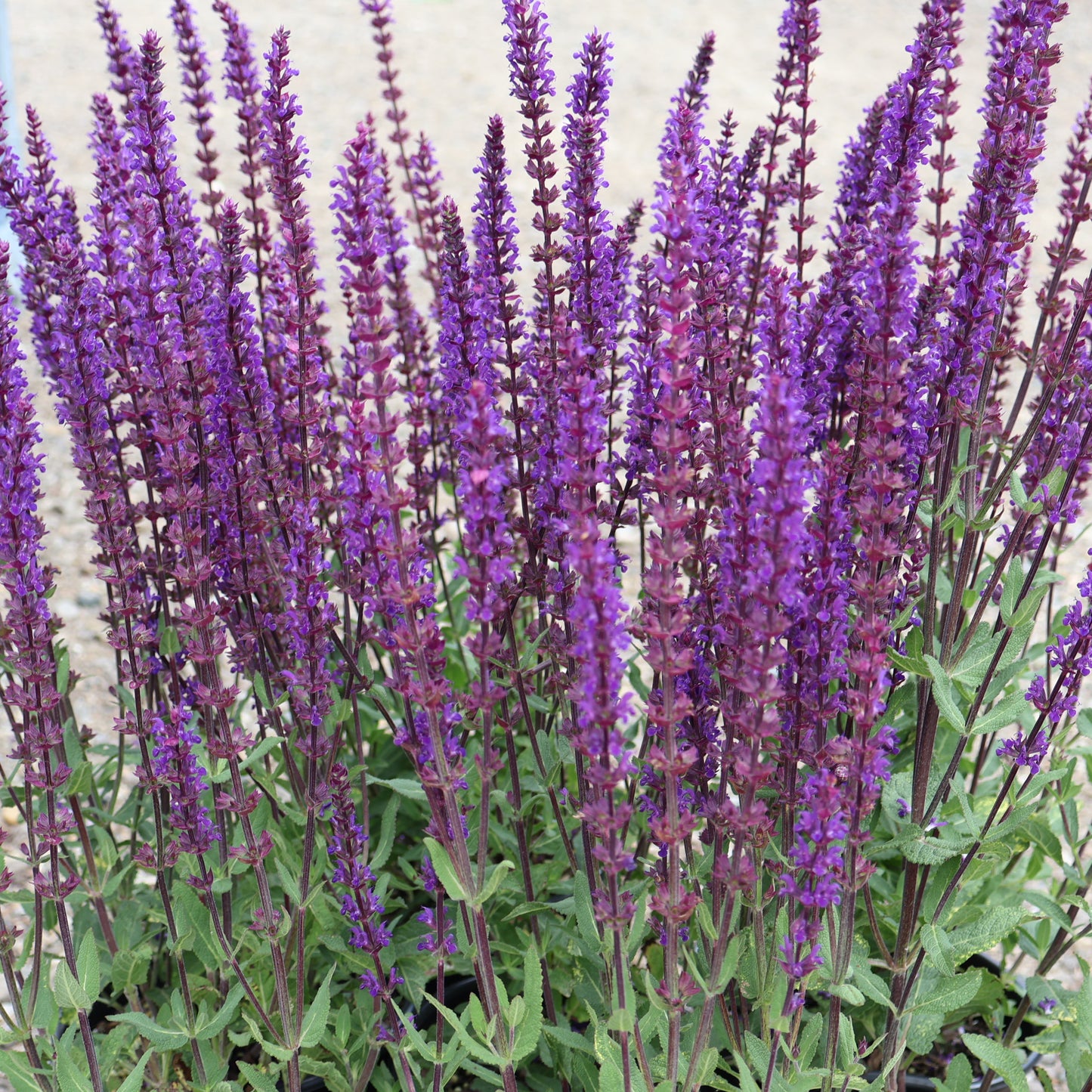 Salvia 'Caradonna'