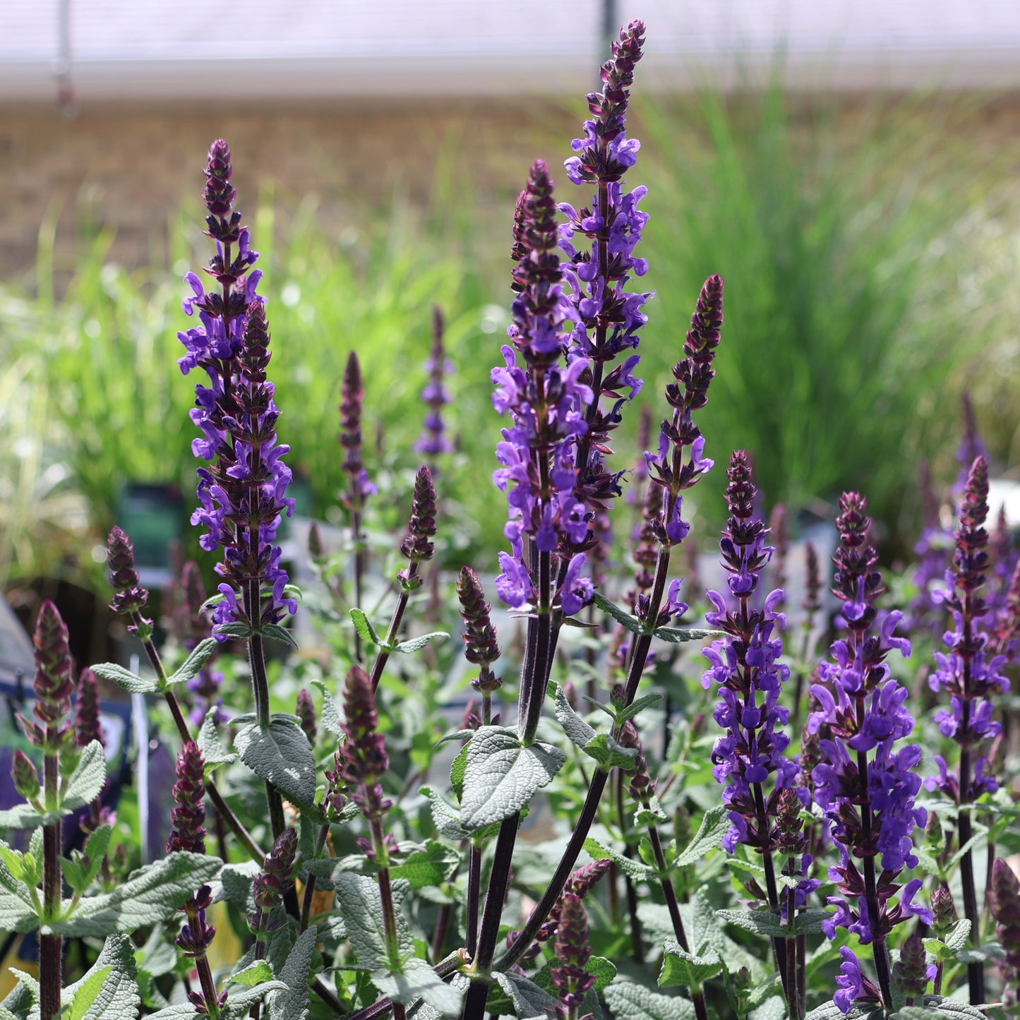 Salvia 'Caramia'