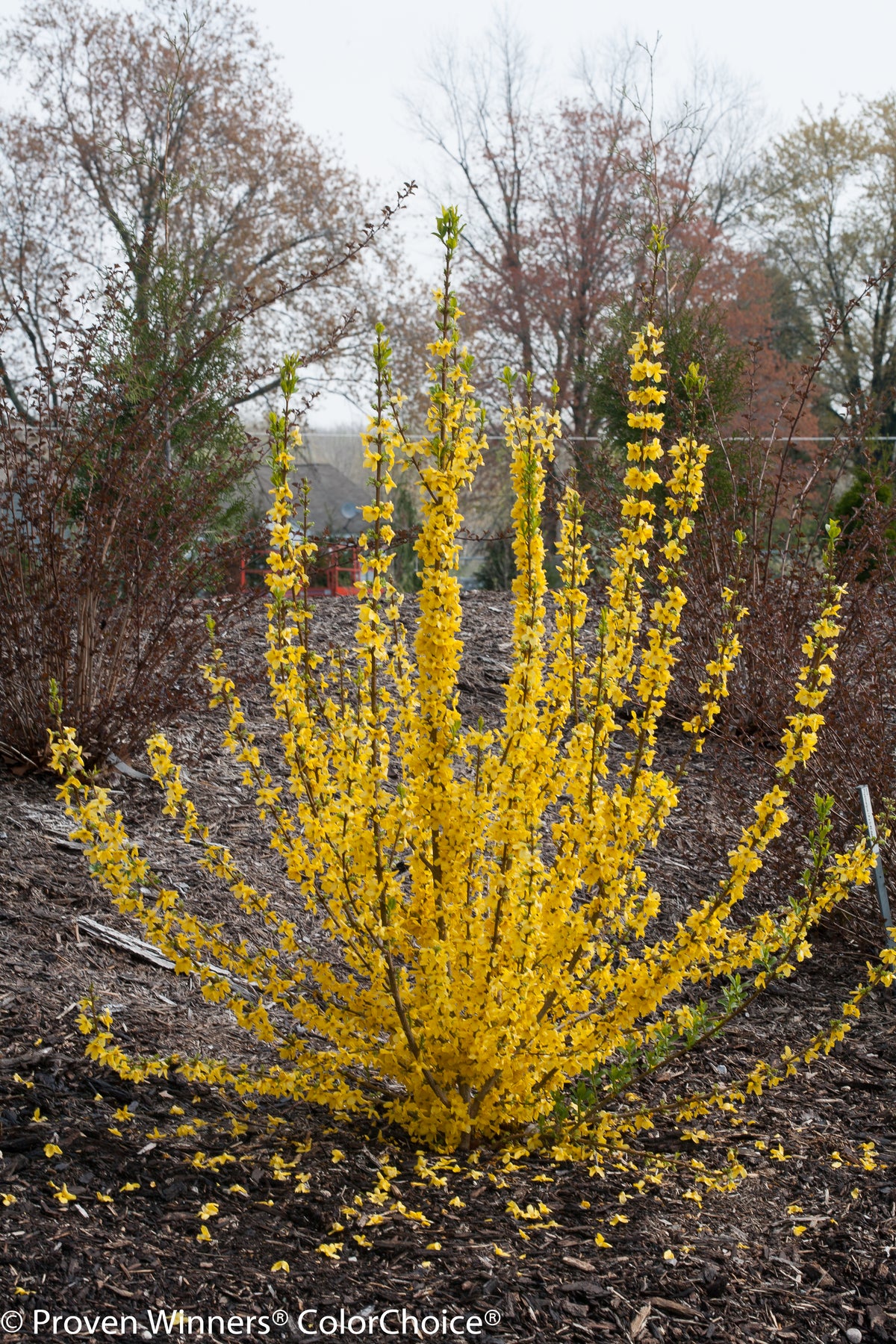 Forsythia 'Show Off Starlet' PW