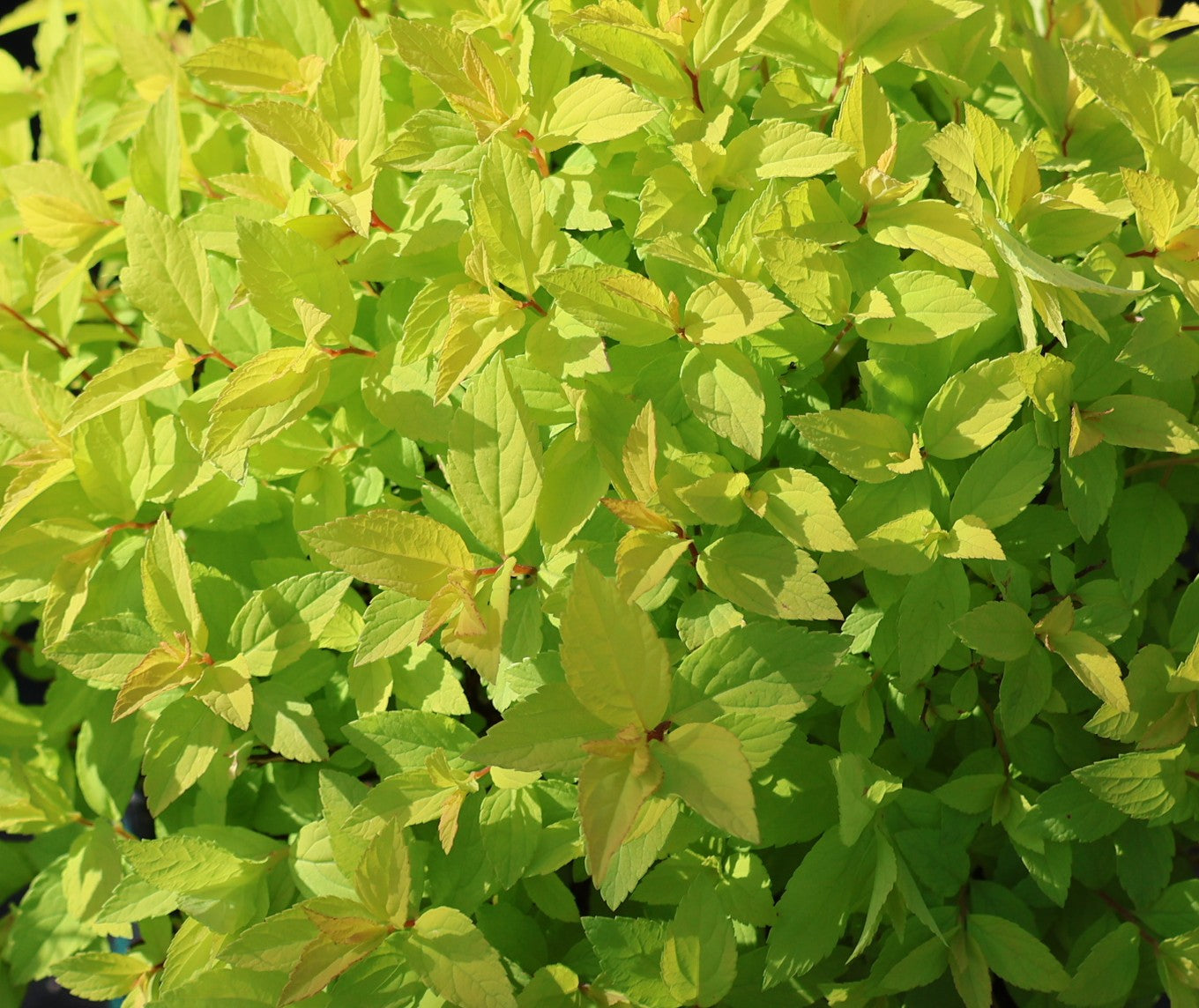 Spirea 'Goldmound'