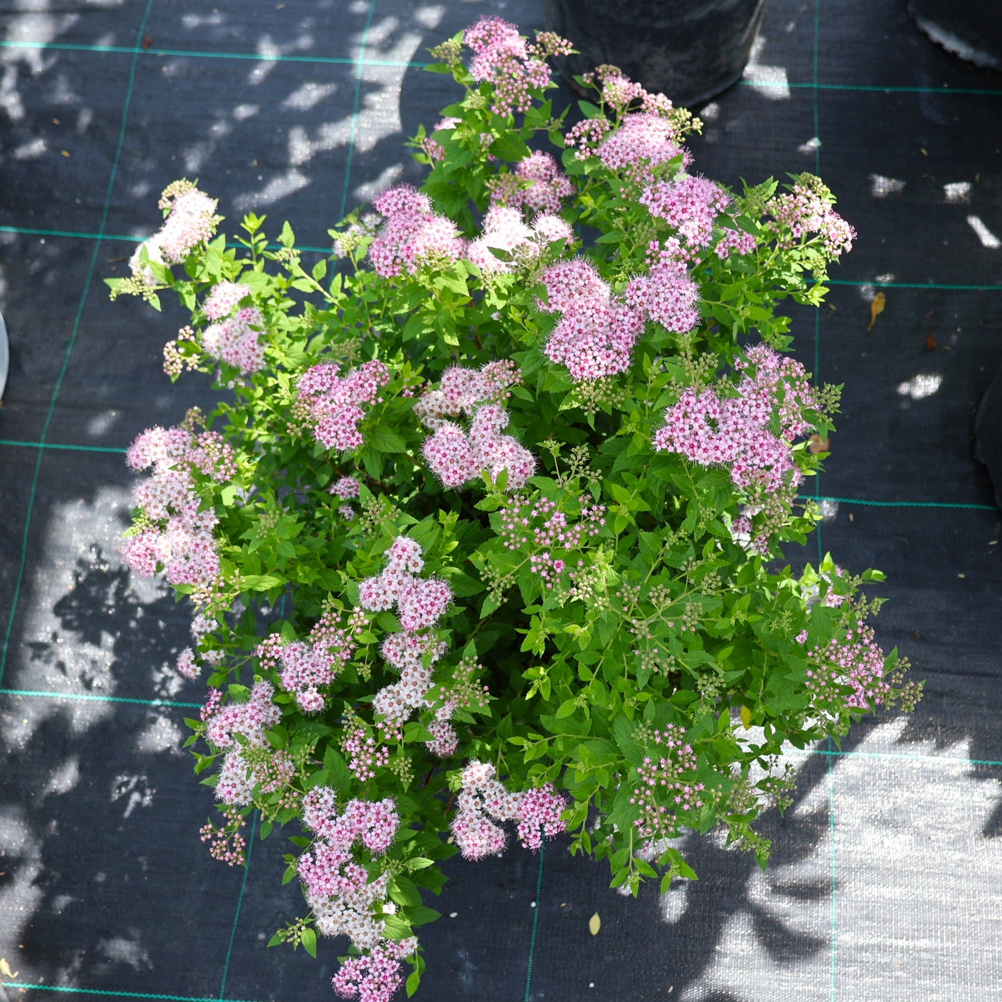 Spirea 'Little Princess'