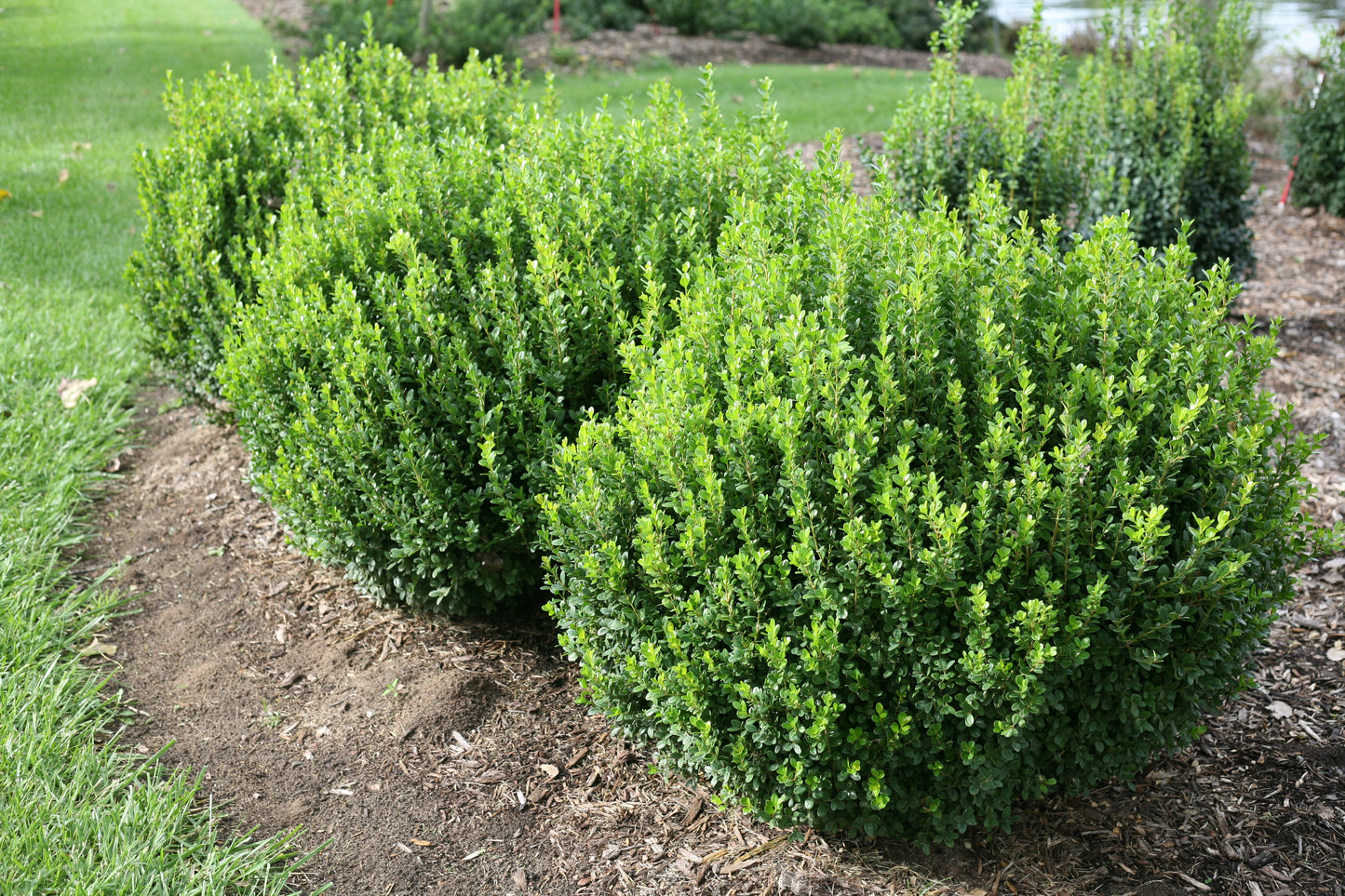 Boxwood 'Sprinter' PW