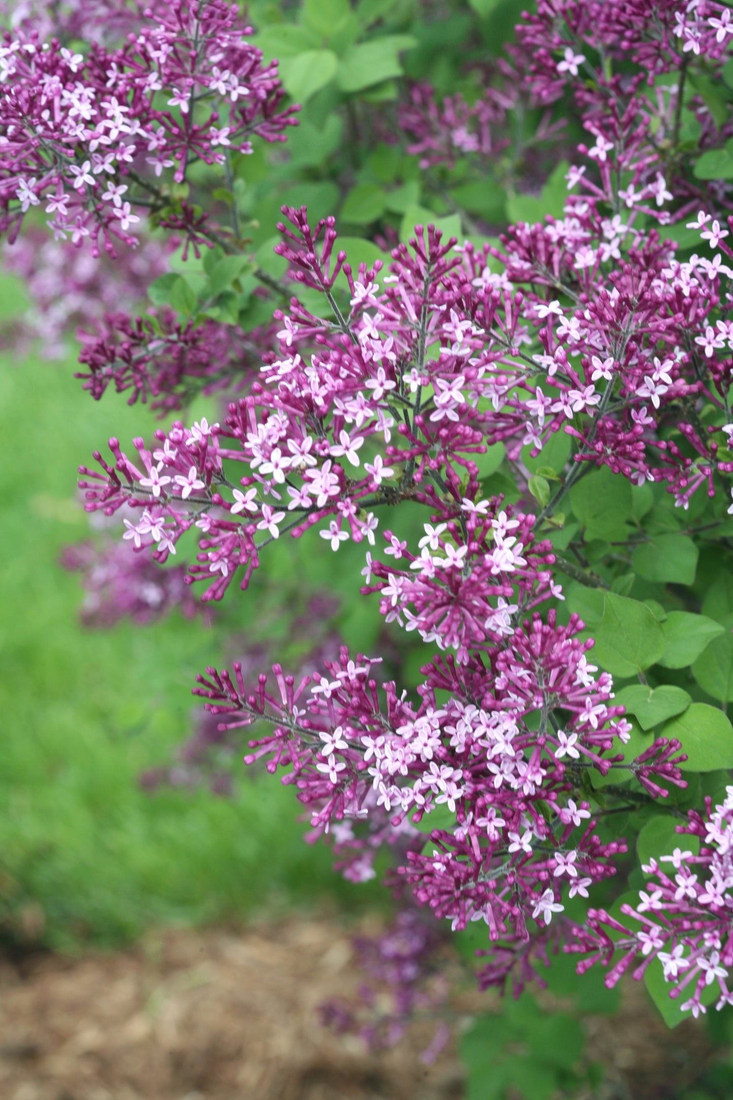 Lilac 'Bloomerang Dark Purple' PW