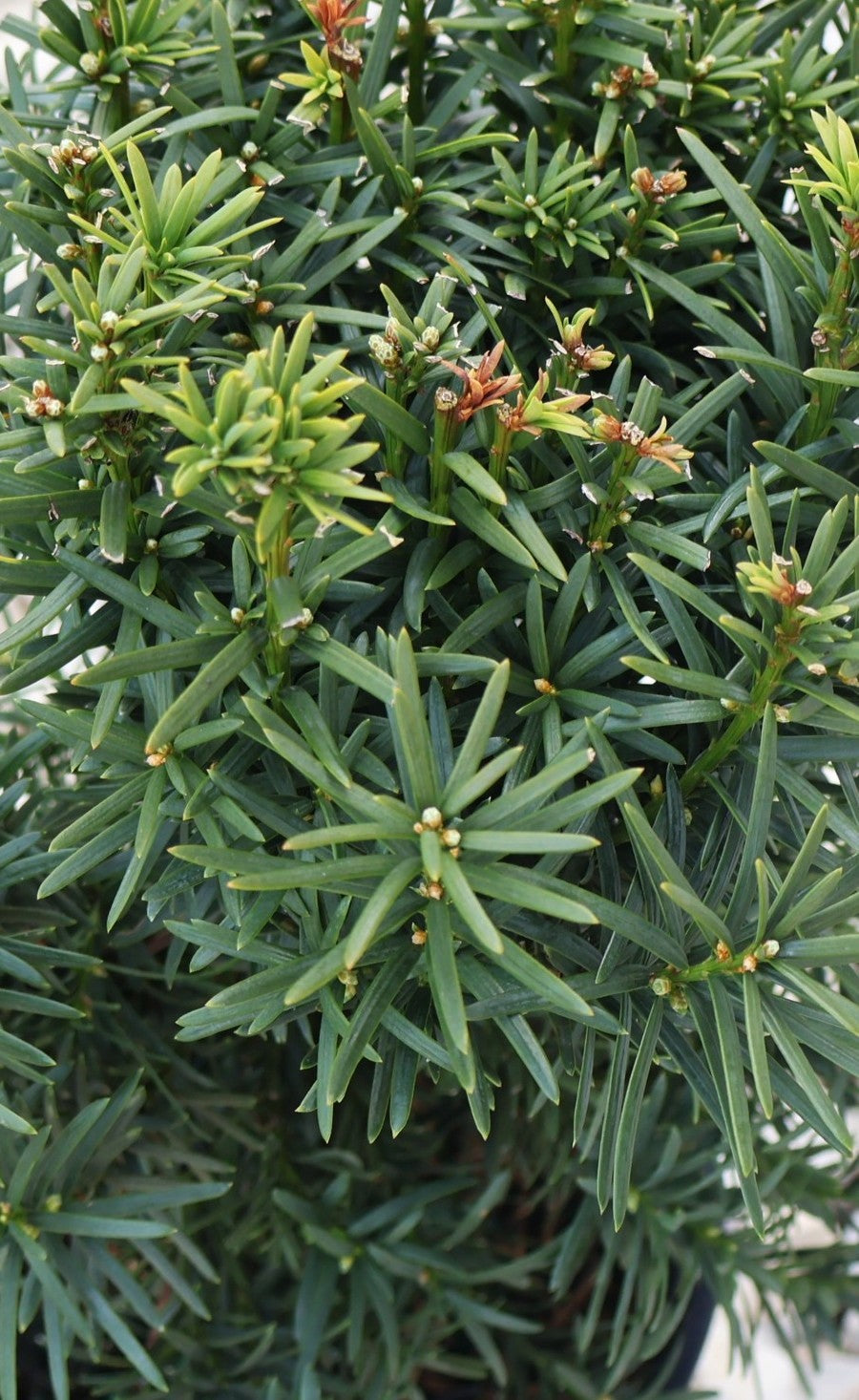 Yew, Columnar 'Maureen'