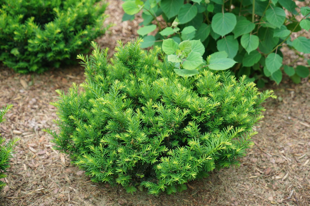 Yew 'Stonehenge Dark Druid' PW