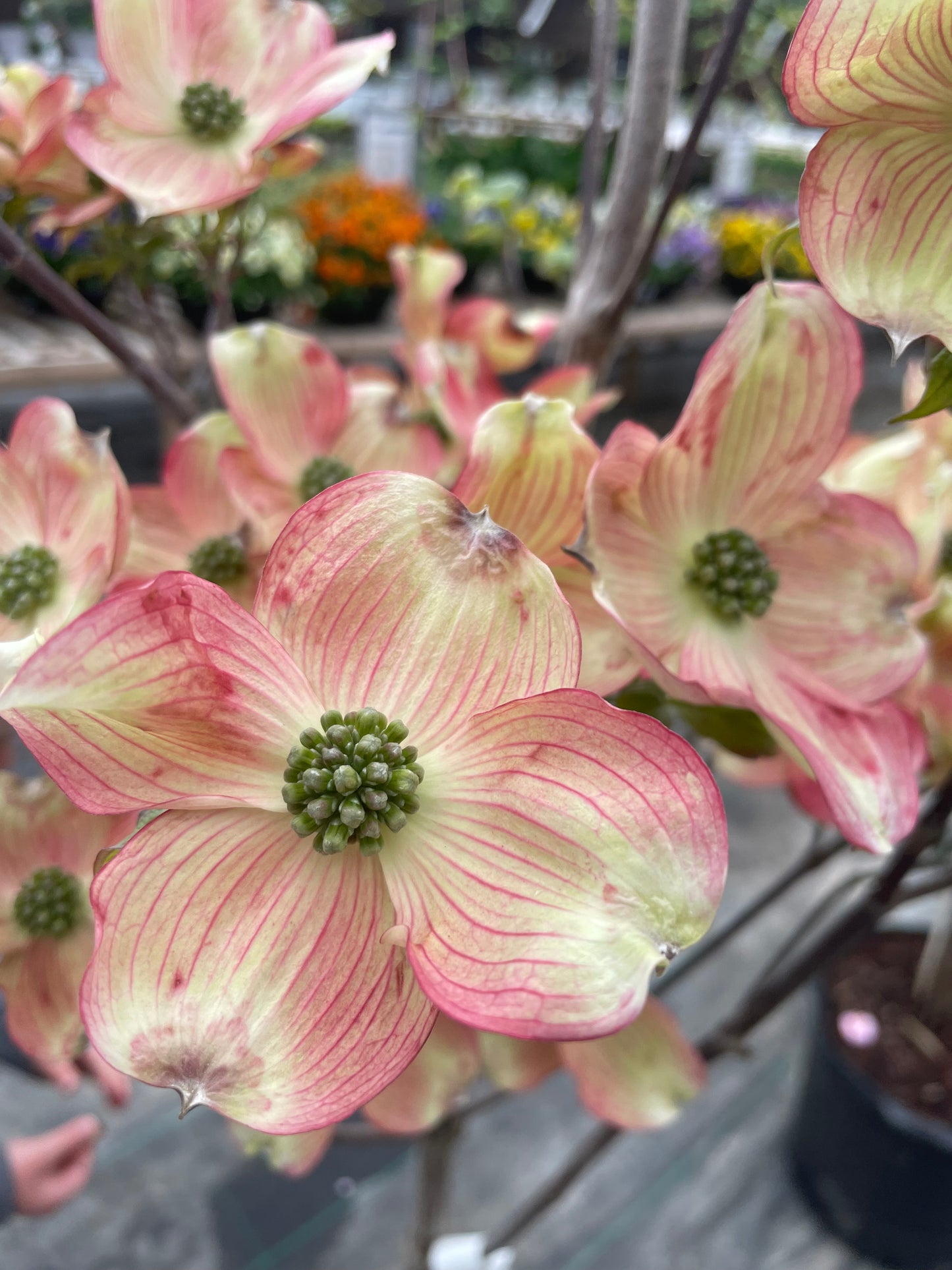 Dogwood, Flowering Tree 'Cherokee Brave'