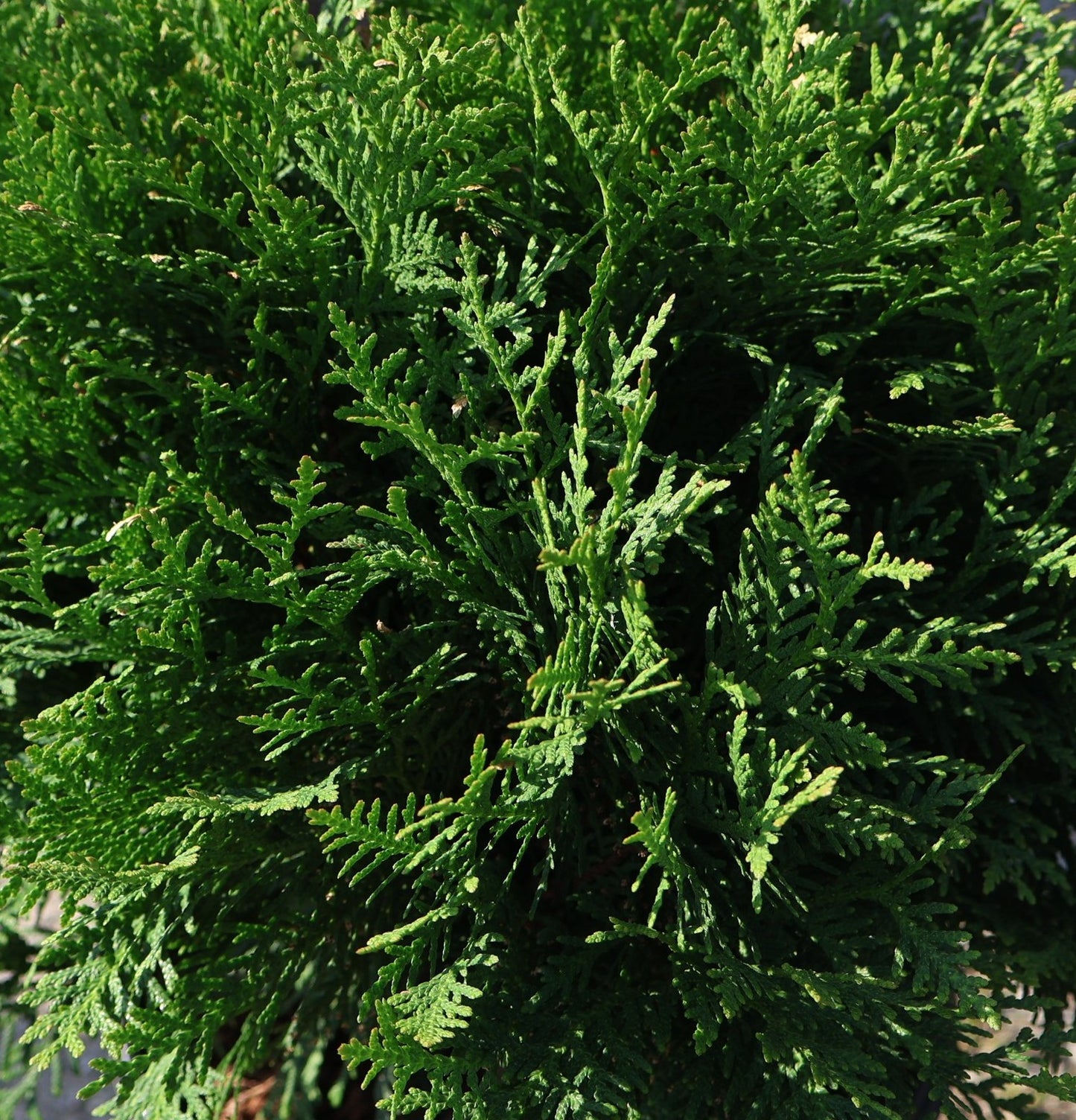 Cedar Globe 'Danica'
