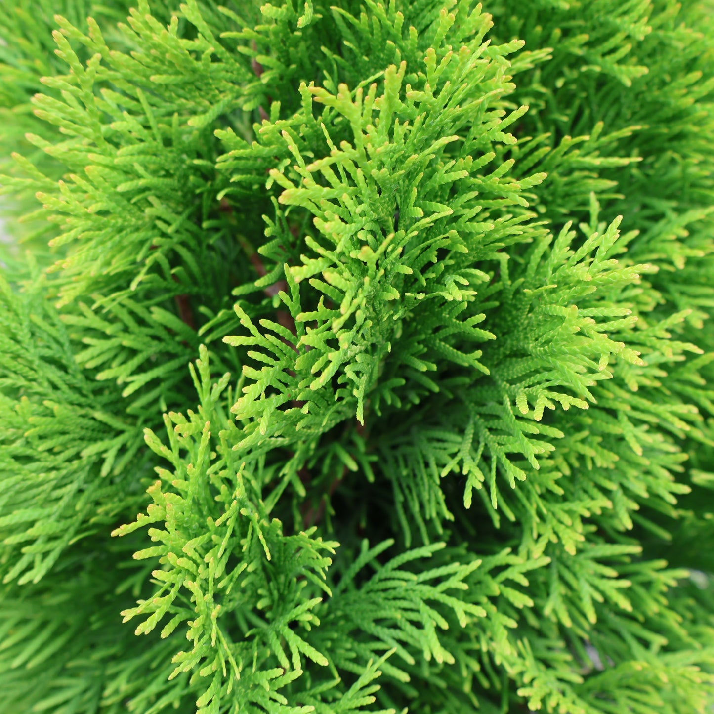 Cedar 'Janed Gold'