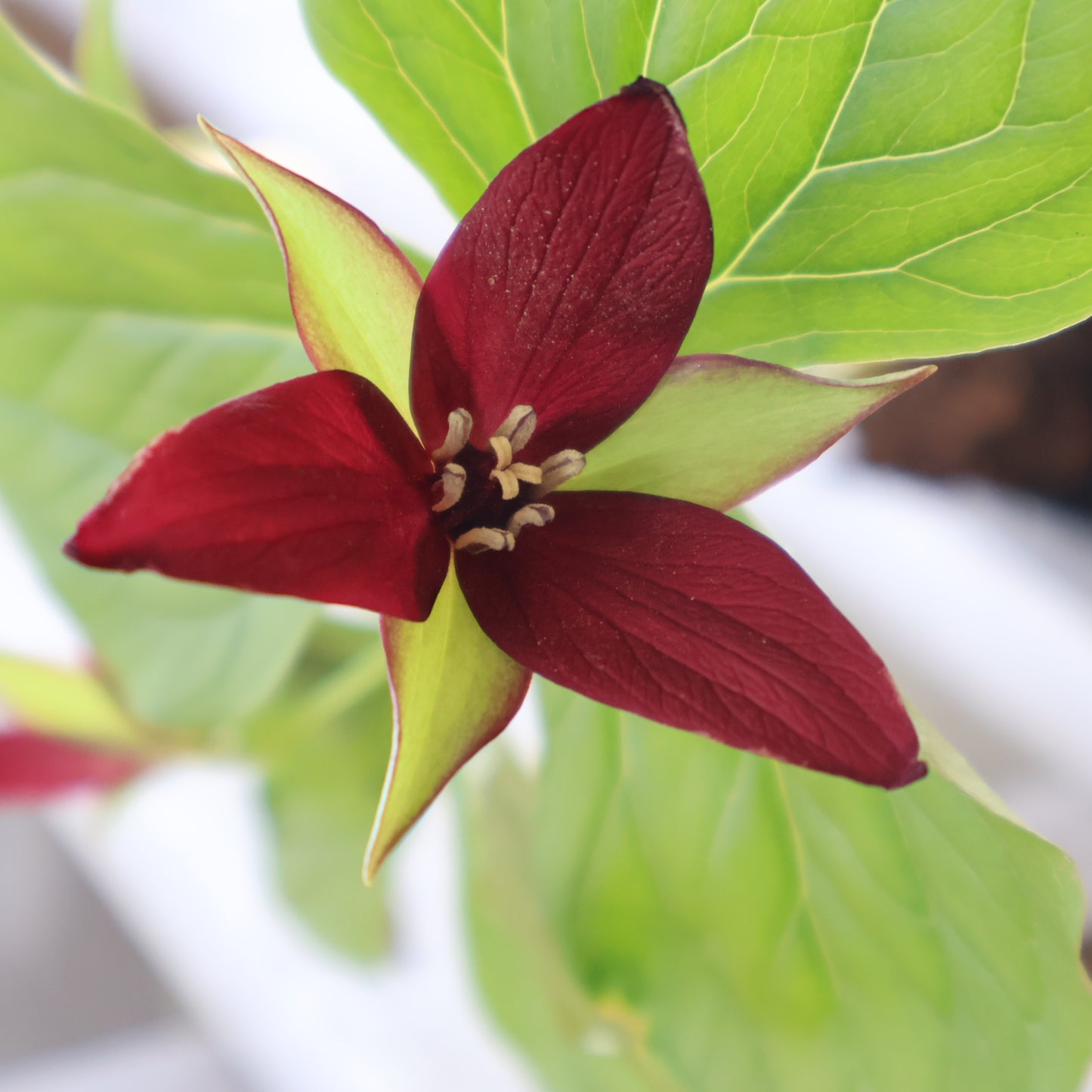Red Trillium