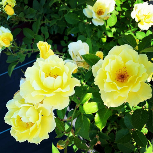 Rose,  'Yukon Sun' 2 gal