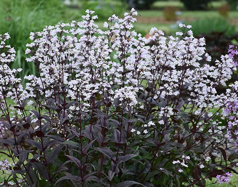Beardtongue 'Onyx and Pearls'