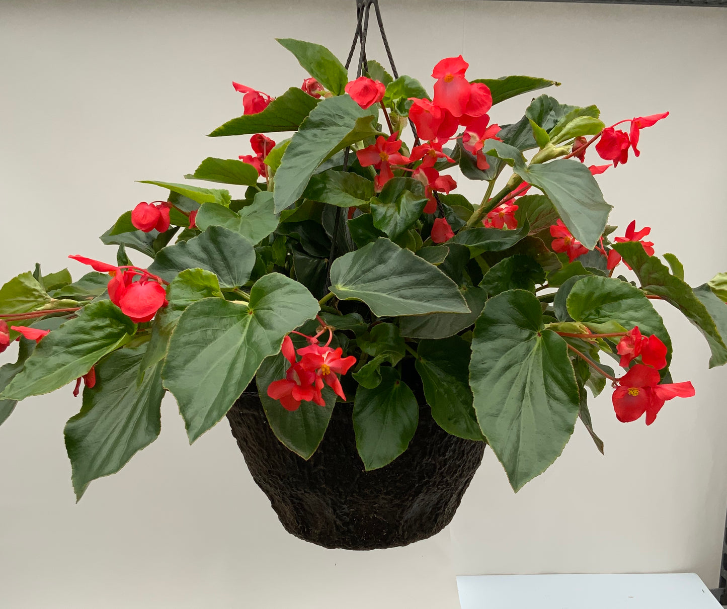 Begonia - 12" Fiber Hanging Basket