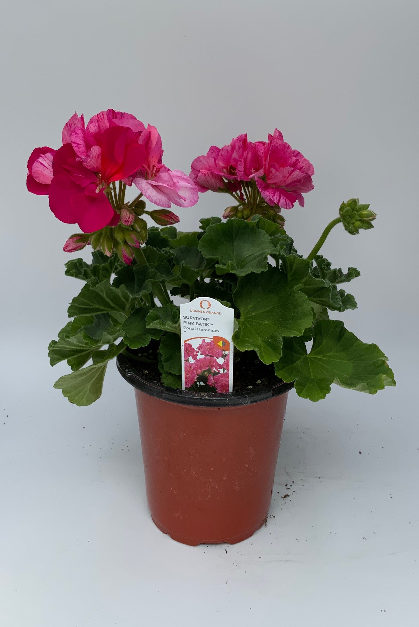 Geranium 'Survivor' 4.25"