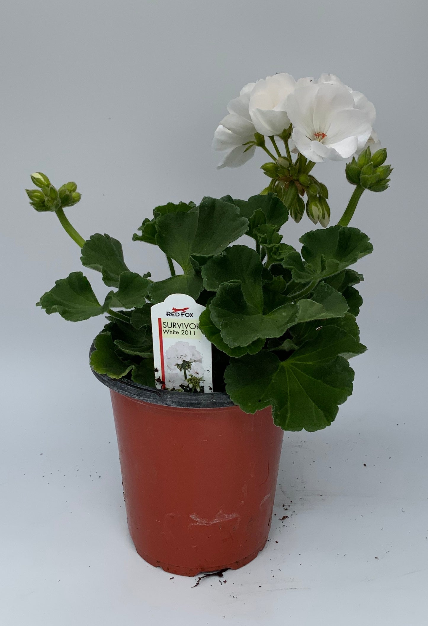 Geranium 'Survivor' 4.25"