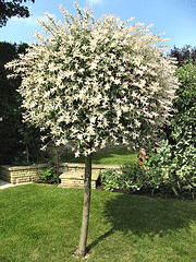 Willow, Dappled Tree Form 'Hakuro Nashiki'