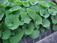 Canadian Wild Ginger