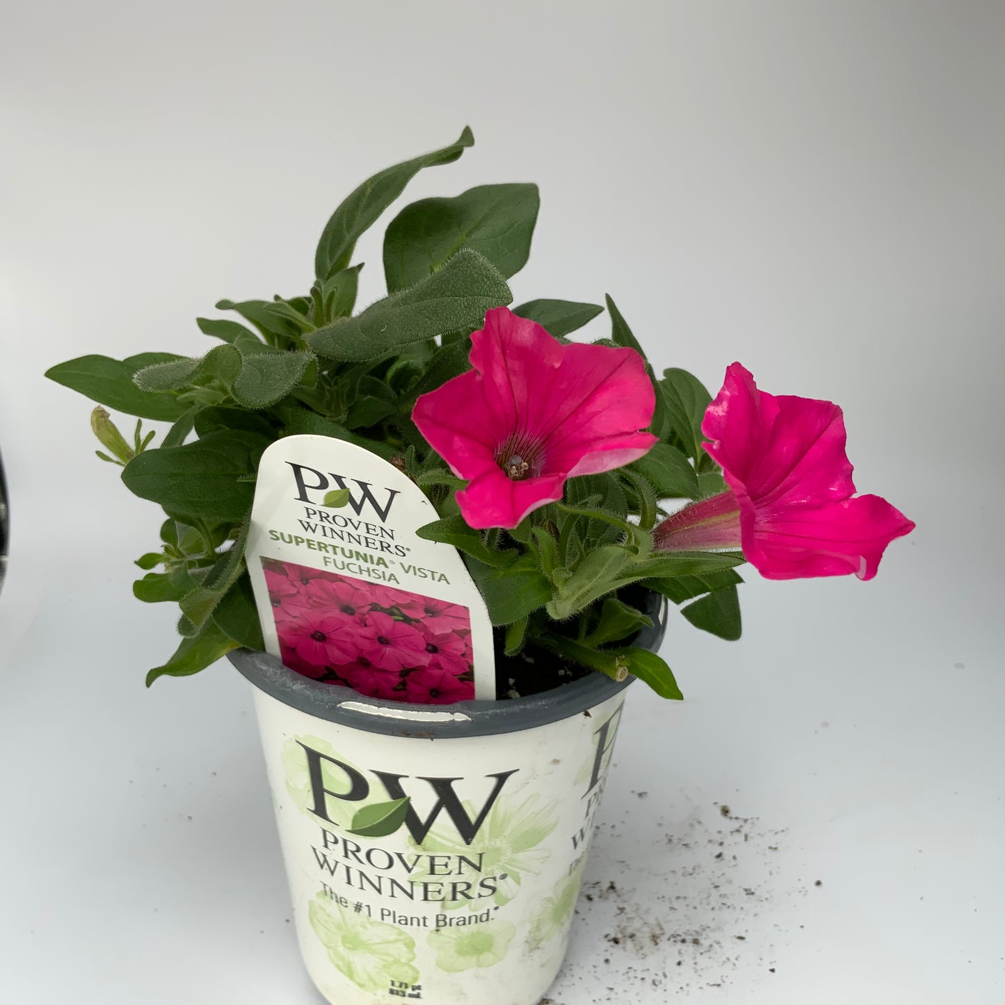 PW 4.25" Petunia Supertunia - 11 Colors
