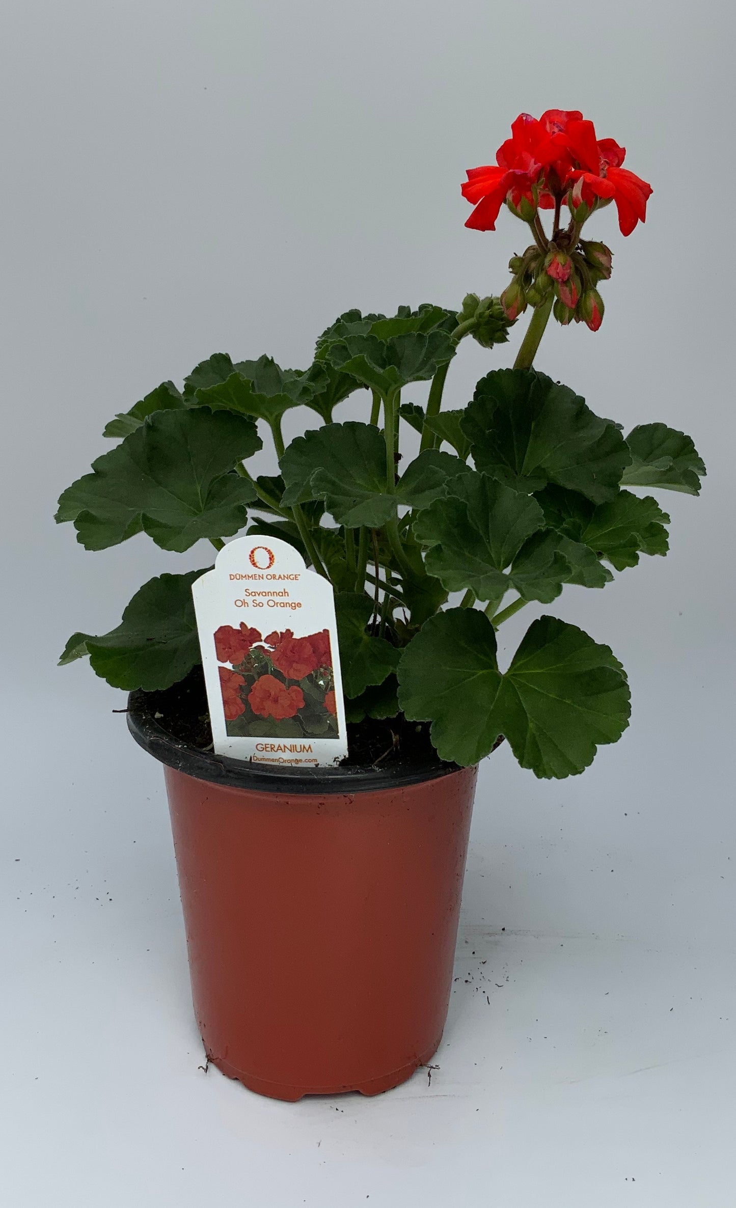Geranium 'Survivor' 4.25"