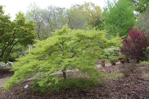 Japanese Maple, Green Cutleaf 'Viridis'