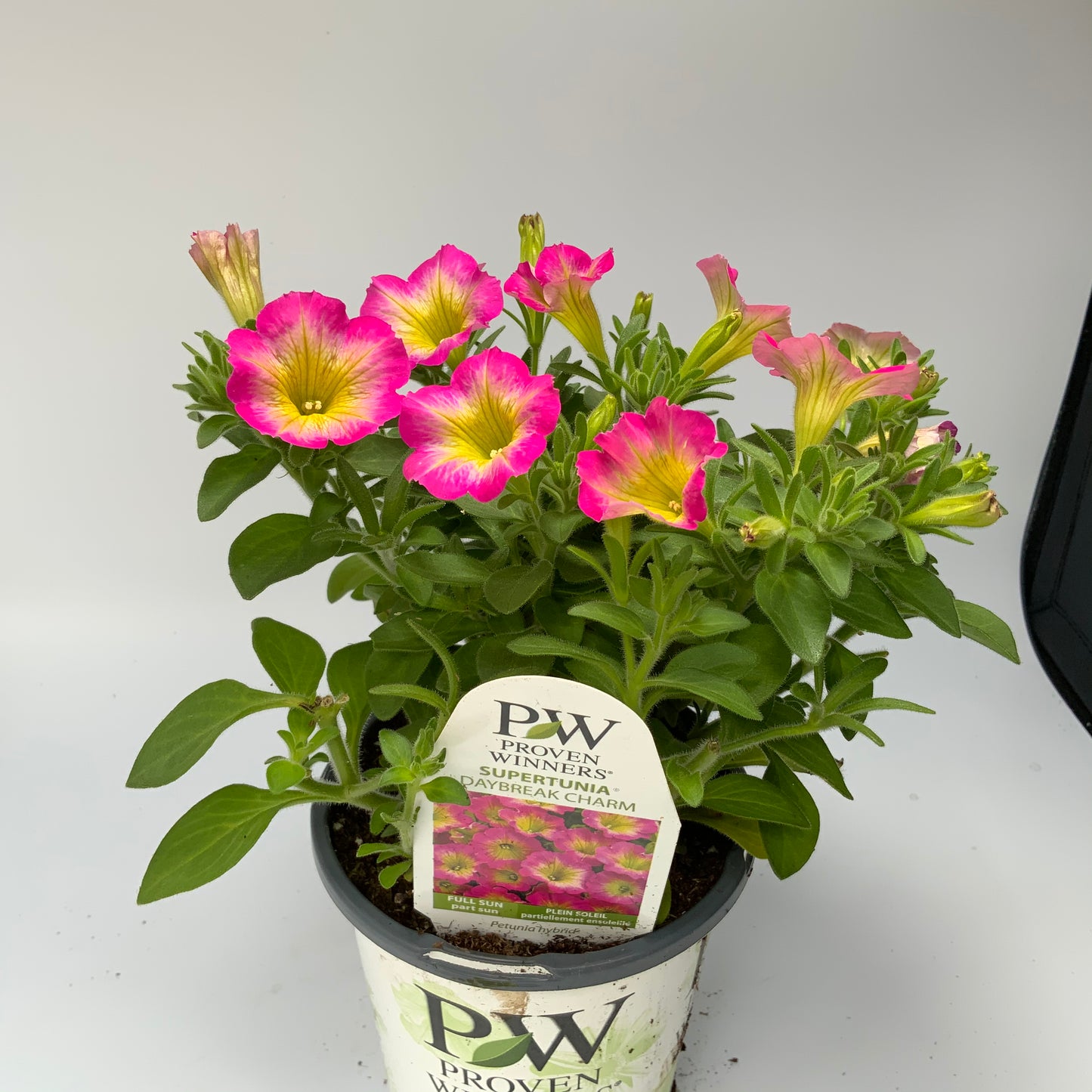 PW 4.25" Petunia Supertunia - 11 Colors