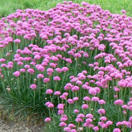 Sea Thrift 'Dusseldorf Pride'