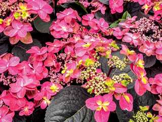 Hydrangea 'Tuff Stuff Red' PW