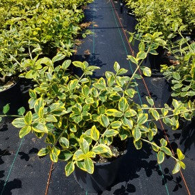 Euonymus 'Lemon Lime' Wintercreeper