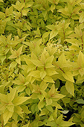 Spirea 'Goldmound'