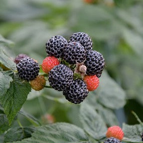 Raspberry, Black 'Munger'